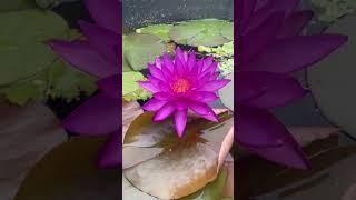 Nymphaea Detective Erika water lily