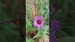 Цветок Астра 8 Ноября #цветы #shortvideo #shorts #short #nature #природа