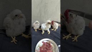 Feeding a Steppe Eagle Chick and Falcon Chick– Up Close!