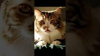 #usa #animals #foryou #funny #viral #viralvideo #viralshorts #viralshort #tiktok #trend #canada