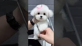 Funny and Cute Puppy #PetShorts #CutePets #FunnyPets#shorts#ViralPets#puppy #doglover #pets