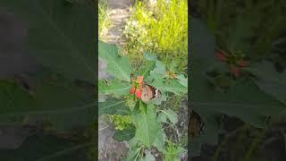 Butterfly Flying In Garden . #nature #shortsviral #shorts #short #trending #butterfly #flying #4k