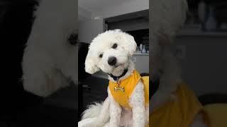 #forkids #dog #malteseworld #maltipoo #puppy #maltese #poodlemix #poodlepaw