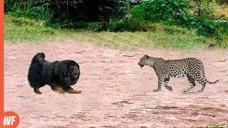 This Leopard Faced the Wrong Dog..It Paid the Price