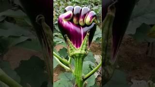 #Shorts #youtubeshorts #viralshorts #Viral #Mita'sgardeningtrick