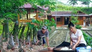DAU has harvested a lot of super large bamboo shoots growing near the farm after the rain