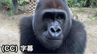 Zoo's policy in Gentaro's near future is almost clear.｜Momotaro family, Gorilla