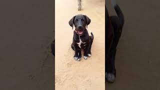 Baby Dog  Barking Sound 14  #shorts #puppyvoice #dogsound #barking #dogvoice