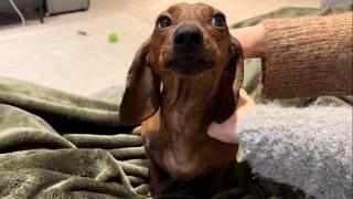 Things mini dachshund loves to hear!