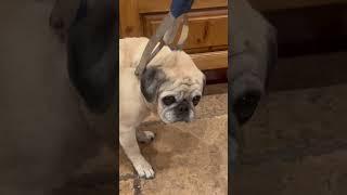 How to pet your dog without bending over