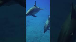 Me and The Dolphins! A Magical Day at Sea