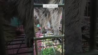 #ямыилюша #помощьбездомнымживотным #анапа #raccoon #море #енотики #юмор