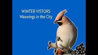 WINTER VISITORS - Waxwings in the City