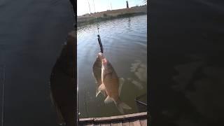 Карасиный дуплет #рыбалка #fishing #карась #shorts