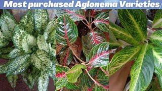 Most purchased Aglonema Varieties in Malayalam | Calathea | Online Sale Available