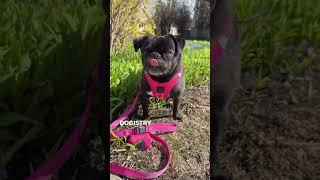 Stylish & Safe Dog Walking Sets You’ll Love  | Dogistry NYC
