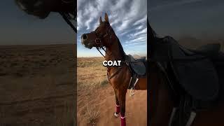 Meet the Arabian Horse #animals