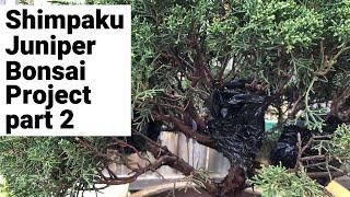Bonsai Shimpaku juniper project tree, removing unwanted sections & air layering