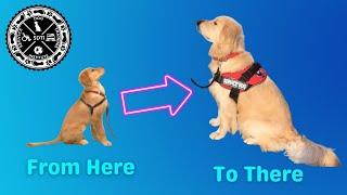 FREE Mini Webinar! "Timeline for Self-Training a Service Dog - Start to Finish" Schedule Process