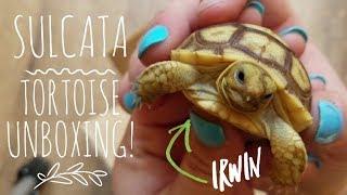 Hatchling Sulcata Tortoise Unboxing! - Arizona Sulcata