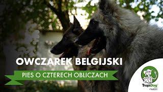 Owczarek belgijski - pies o czterech obliczach