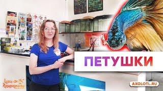 Рыбки Петушки. Все об одной из самых популярных рыбок в домашнем аквариуме.