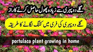 How to grow portulaca from cutting|Portulaca care and tips| Guldoperi se ziyada phool hasil kren