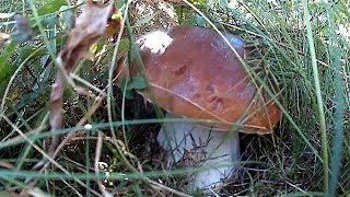 Осіннє тихе полювання, Білі гриби в Карпатах / Autumn quiet hunting, Ceps in the Carpathians