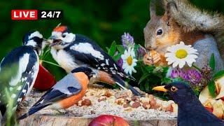 24/7 LIVE CAT TV NO ADS Awesome Squirrels & Birds for Cats to Watch and Slap 