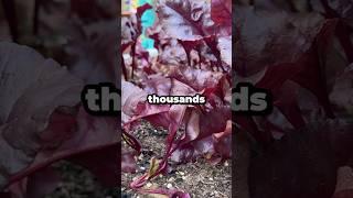 The Fascinating History of Beets: From Ancient Greens to Sugar Revolution #shorts