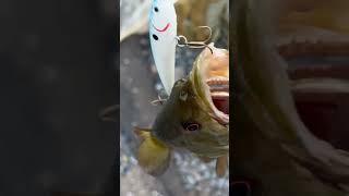 Caught a Smallie with another hook in its mouth