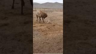 Caught on Camera! HUGE Bull Elk Sheds Antlers! #epic