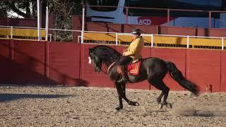 El Cartujano   Part 2