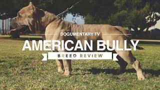 AMERICAN BULLY BREED REVIEW