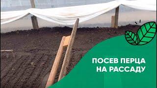 Как сеять рассаду перца в домашних условиях в теплице. Посев перца на рассаду - посеять семена перца