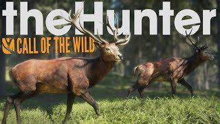 TheHunter Call of the wild #9 Олень. лось. койот и бурый медведь