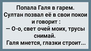 Как Галя в Гарем Попала! Сборник Свежих Анекдотов! Юмор!