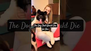 Discover the Akita: Japan’s Loyal Guardian Dog  #akita #dog #dogs #funny