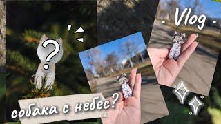 Собака с небес? Или с потолка? Новая бумажная собака?🫨 Еффи в шоке. Vlog. Role play.