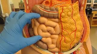 Digestive System Lab Models