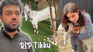 Tikku Ki Qurbani  | Emotional Eid Mubarak 