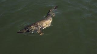 Ganglers North Seal River Lodge | Manitoba Pike Fly Fishing