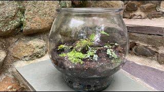 Pop-Up Studio: How to Make a Terrarium