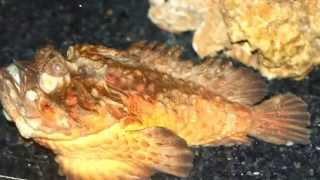 Stonefish Facts: 16 facts about Stonefish