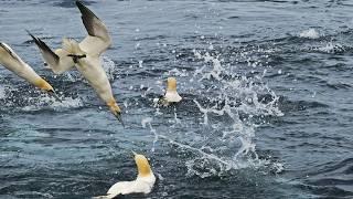 Why do these birds dive into the ocean en masse? Gannets.