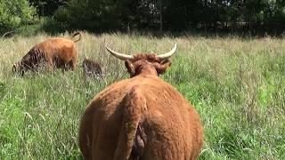 Signs of calving - Nuala calving 1- Katrine`s Milk Maid school