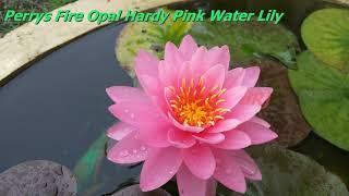 Perrys Fire Opal Hardy Pink Water Lily - Finally Flowered