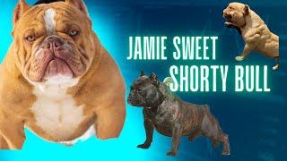 Shorty Bulls - Jamie Sweet from Blue River Shorty Bulls