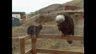 Моя кошка и орел/ my cat and the eagle