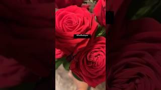 Roses, yes please!#roses #love #flowers #peace